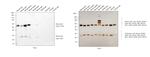 Mouse IgG (H+L) Secondary Antibody in Western Blot (WB)