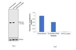 Sheep IgG (H+L) Secondary Antibody in Western Blot (WB)