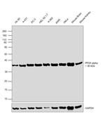 Sheep IgG (H+L) Secondary Antibody in Western Blot (WB)