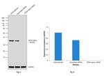 Sheep IgG (H+L) Secondary Antibody in Western Blot (WB)