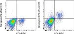 Granzyme B Antibody in Flow Cytometry (Flow)