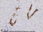 Cytokeratin 19 Antibody in Immunohistochemistry (Paraffin) (IHC (P))