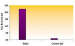 Histone H3K9me3 Antibody in ChIP Assay (ChIP)