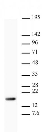 Histone H3K9me3 Antibody in Western Blot (WB)