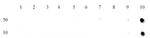 Histone H3K27me3 Antibody in Dot Blot (DB)