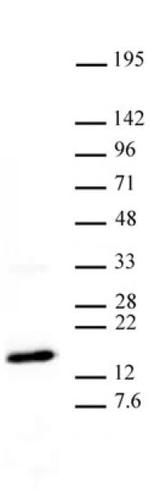 Histone H3K27me3 Antibody in Western Blot (WB)