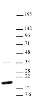 Histone H3K36me2 Antibody in Western Blot (WB)