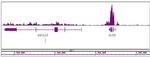 Histone H3K36me3 Antibody in ChIP-Sequencing (Chip-Seq)