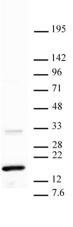 Histone H3K36me3 Antibody in Western Blot (WB)