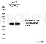 Cytokeratin 18 Antibody in Western Blot (WB)