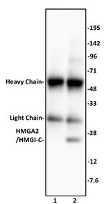 HMGA2/HMGI-C Antibody in Immunoprecipitation (IP)