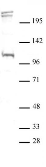 BLIMP1 / PRDM1 Antibody in Western Blot (WB)