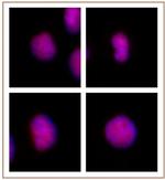 GATA-6 Antibody in Immunocytochemistry (ICC/IF)