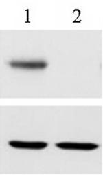 RBPJ Antibody in Western Blot (WB)