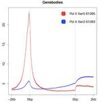 Phospho-RNA pol II CTD (Ser2) Antibody in ChIP-Sequencing (Chip-Seq)