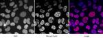 Phospho-RNA pol II CTD (Ser2) Antibody in Immunocytochemistry (ICC/IF)