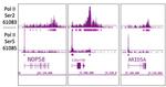 Phospho-RNA pol II CTD (Ser2) Antibody in ChIP-Sequencing (ChIP-Seq)