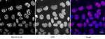 Phospho-RNA pol II CTD (Ser5) Antibody in Immunocytochemistry (ICC/IF)