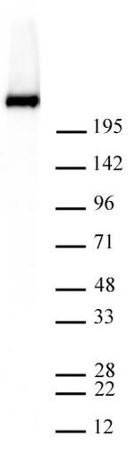 Phospho-RNA pol II CTD (Ser5) Antibody in Western Blot (WB)