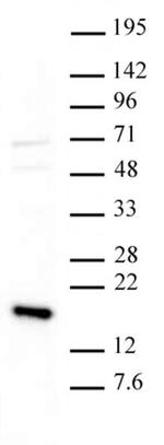 Histone H3K36me3 Antibody in Western Blot (WB)