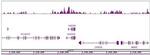 Histone H4K8ac Antibody in ChIP-Sequencing (ChIP-Seq)