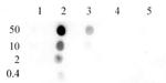 Histone H4K8ac Antibody in Dot Blot (DB)