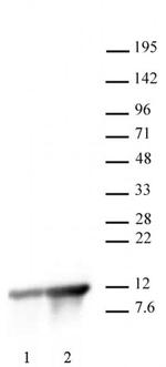 Histone H4K8ac Antibody in Western Blot (WB)