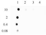 3-Methylcytosine (3-mC) Antibody in Dot Blot (DB)