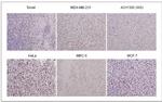 WRN Antibody in Immunohistochemistry (Paraffin) (IHC (P))