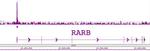 LXR-beta Antibody in ChIP Assay (ChIP)