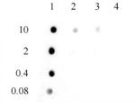 3-Methylcytosine (3-mC) Antibody in Dot Blot (DB)