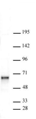 Sox11 Antibody in Western Blot (WB)