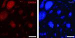 LIN28A Antibody in Immunocytochemistry (ICC/IF)