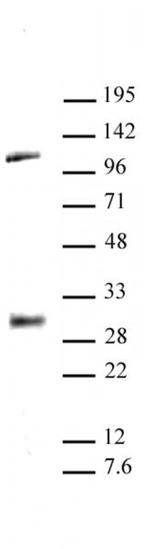 LIN28A Antibody in Western Blot (WB)