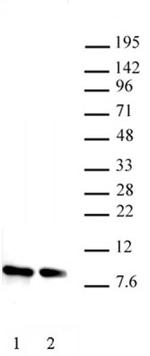 Histone H4 Antibody in Western Blot (WB)