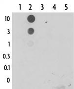 5-Formylcytosine (5-fC) Antibody in Dot Blot (DB)