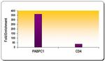 Histone H3K9ac Antibody in ChIP Assay (ChIP)