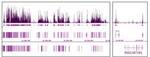 Histone H3K9ac Antibody in ChIP-Sequencing (ChIP-Seq)