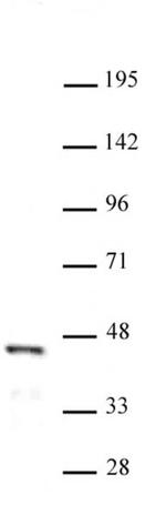 FOXL2 Antibody in Western Blot (WB)