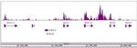 MLL / HRX Antibody in ChIP-Sequencing (ChIP-Seq)