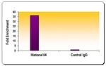 Histone H4 Antibody in ChIP Assay (ChIP)