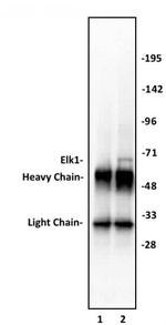 Elk-1 Antibody in Immunoprecipitation (IP)