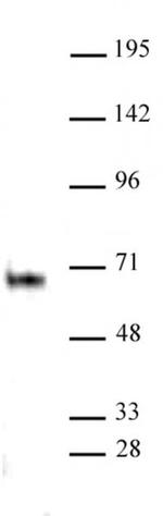 Elk-1 Antibody in Western Blot (WB)