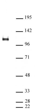 CTCF Antibody in Western Blot (WB)