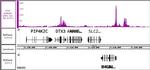 CTCF Antibody in ChIP-Sequencing (Chip-Seq)