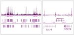 OGT/O-GlcNAc transferase Antibody in ChIP-Sequencing (ChIP-Seq)