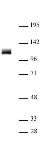 OGT/O-GlcNAc transferase Antibody in Western Blot (WB)