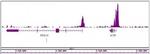 Histone H3K4me3 Antibody in ChIP-Sequencing (ChIP-Seq)