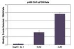 p300 Antibody in ChIP Assay (ChIP)