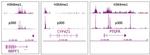 p300 Antibody in ChIP-Sequencing (ChIP-Seq)